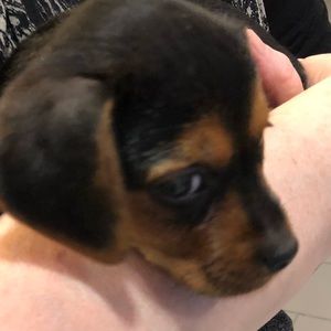 Meet your Posher, Douglas